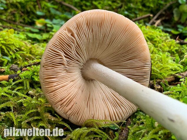 Großer Scheidling, Volvopluteus gloiocephalus