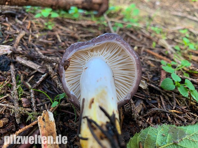 Großer Schmierling, Kuhmaul, Gomphidius glutinosus