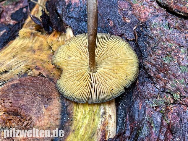 Gurkenschnitzling, Macrocystidia cucumis