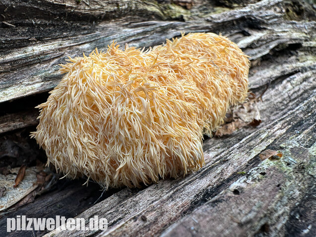 Igelstachelbart, Lion's mane Mushroom, Hericium erinaceus