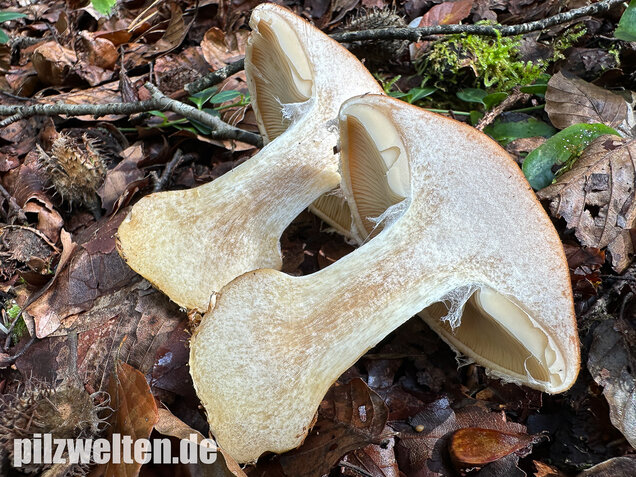Knolliger Schleierritterling, Leucocortinarius bulbiger