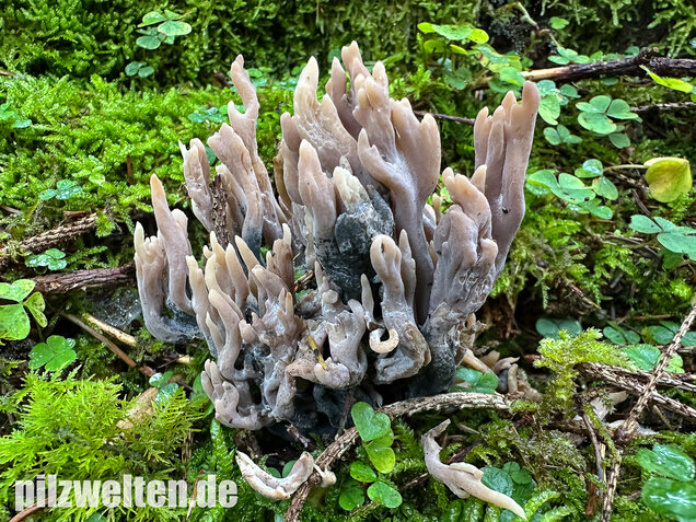 Korallenbefall, Korallenschimmel, Helminthosphaeria clavariarum