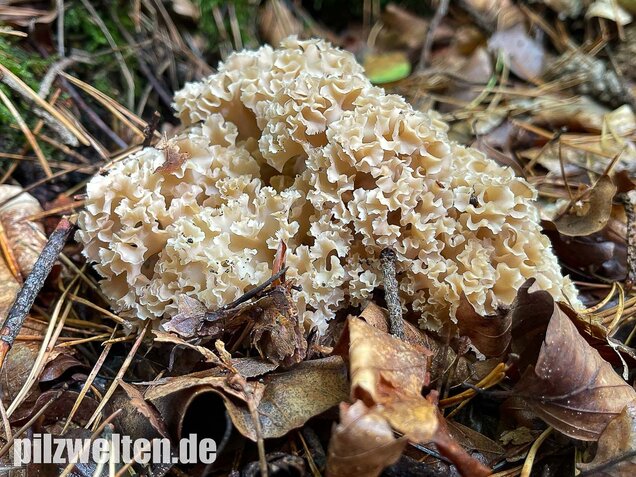Krause Glucke, Sparassis crispa
