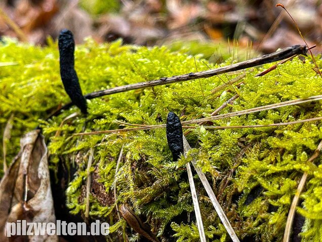 Langstielige Holzkeule, Xylaria longipes