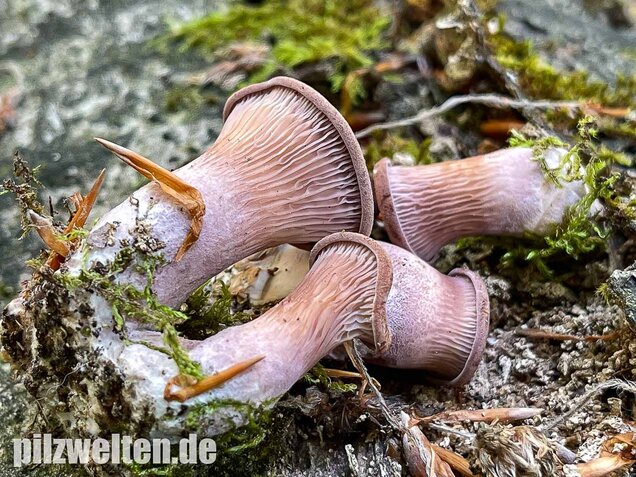 Laubholzknäueling, Panus conchatus