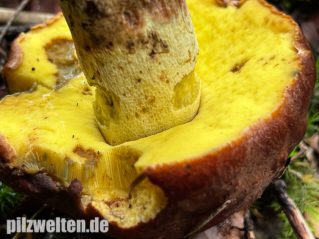 Anhängselröhrling, Butyriboletus appendiculatus