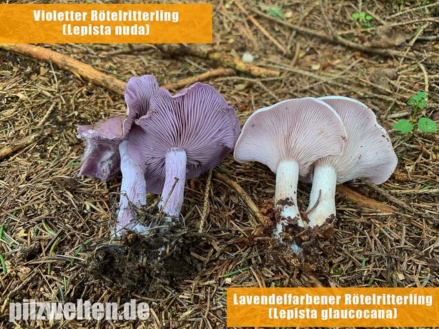 Violetter Rötelritterling, Lepista nuda