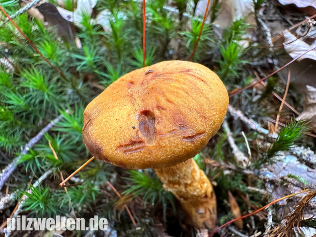 Zitronengelber Raukopf, Aureonarius limonius