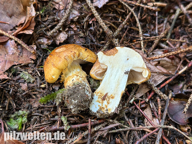 Geschmückter Schleimkopf, Phlegmacium saginum