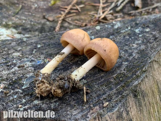 Nelkenschwindling, Marasmius oreades