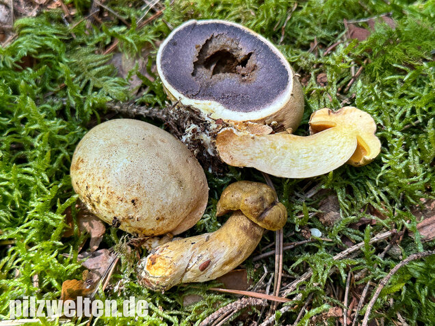 Parasitischer Röhrling, Pseudoboletus parasiticus