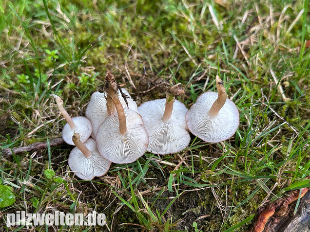 Rosenroter Schönkopf, Rugosomyces persicolor