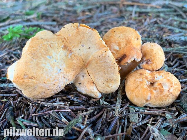 Rostgelber Semmelstoppelpilz, Hydnum rufescens