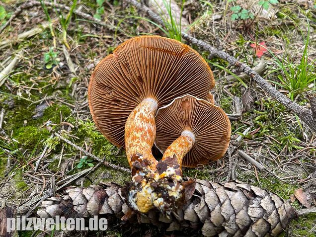Rotschuppiger Raukopf, Cortinarius bolaris