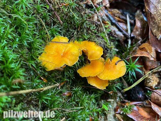 Samtiger Pfifferling, Cantharellus friesii