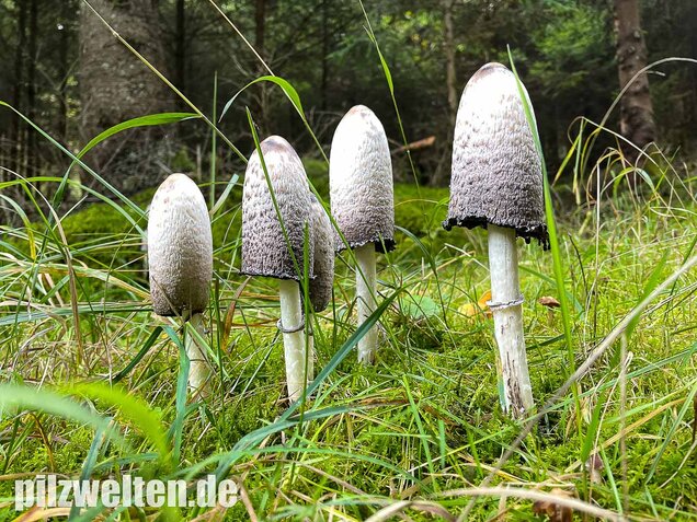 Schopftintling, Coprinus comatus
