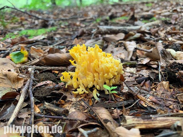 Schwefelgelbe Koralle, Ramaria flava