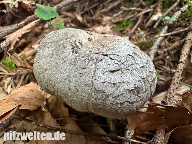 Seidiger Tigerritterling, Tricholoma filamentosum