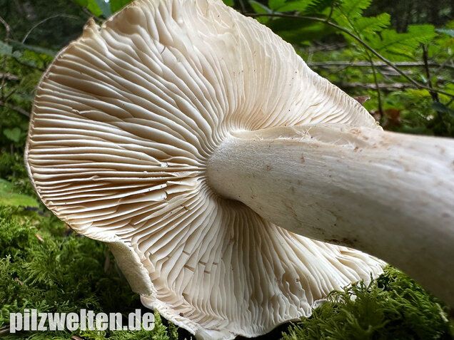Seidiger Tigerritterling, Tricholoma filamentosum