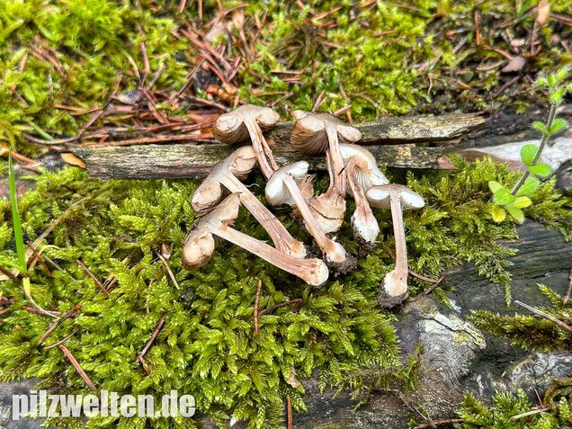 Rübenfüßiger Risspilz, Inocybe napipes