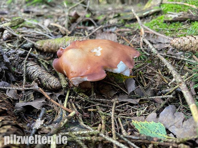 Verdrehter Rübling, Rhodocollybia prolixa