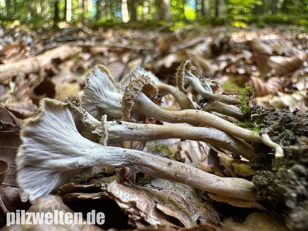 Krause Kraterelle, Krauser Leistling, Craterellus undulatus