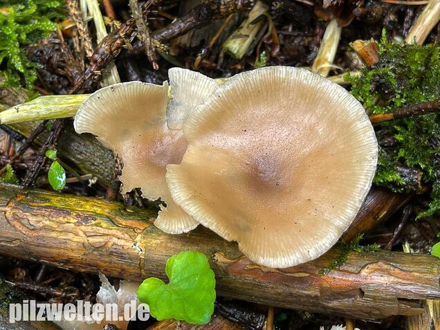 Weißlicher Anistrichterling, Clitocybe fragrans