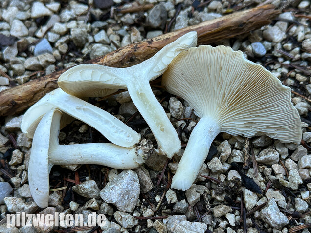 Weißer Büschelrasling, Leucocybe connata