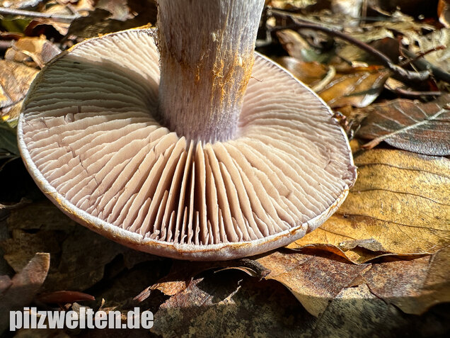 Weißvioletter Dickfuß, Cortinarius alboviolaceus