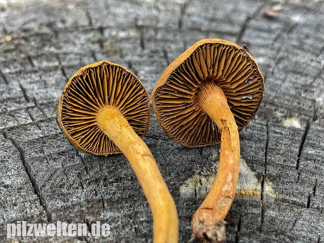 Zimthautkopf, Cortinarius cinnamomeus