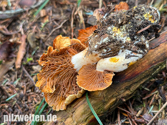 Gilbender Raukopf, Cystinarius rubicundulus