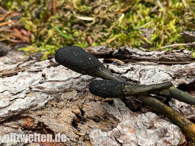Zungenkernkeule, Tolypocladium ophioglossoides