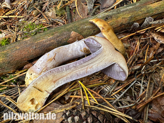 Zyanblättriger Klumpfuß, Cyanblättriger Klumpfuss, Thaxterogaster fulvo-ochrascens