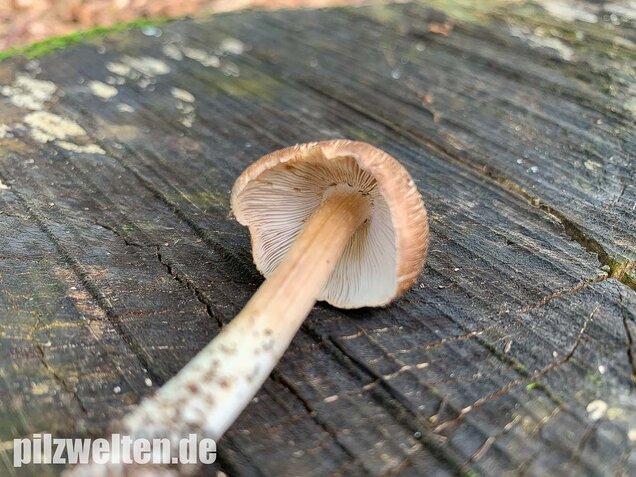 Braunstreifiger Risspilz, Inocybe fuscidula