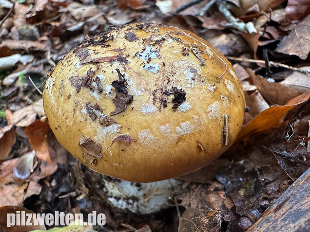 Breitknolliger Klumpfuß, Cortinarius saporatus