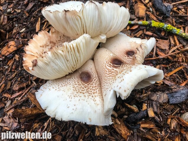 Büscheliger Egerlingsschirmling, Leucoagaricus americanus