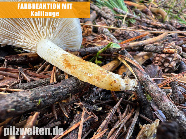 Flaumiger Moormilchling, Lactarius scoticus