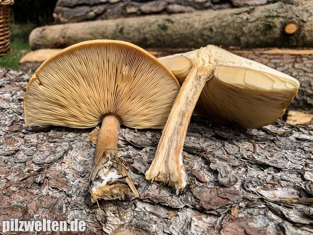 Frühjahrsweichritterling, Melanoleuca cognata
