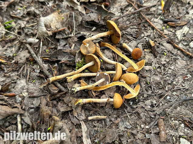 Frühlings-Glockenschüppling, Conocybe aporos