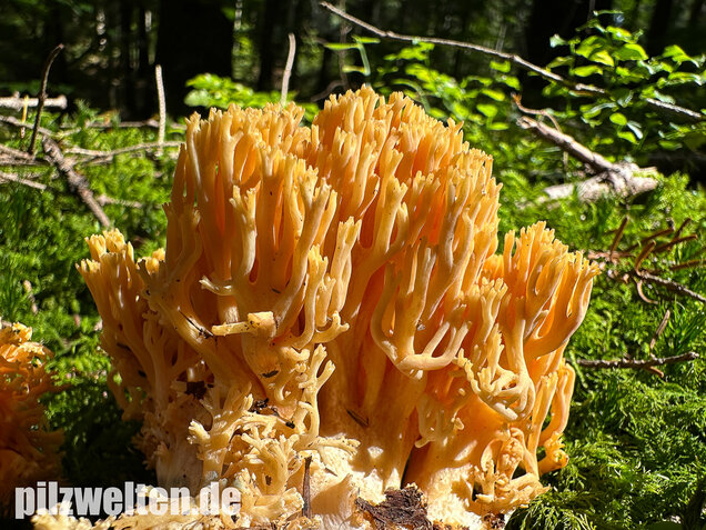 Gebirgskoralle, Largents Korallenpilz, Ramaria largentii