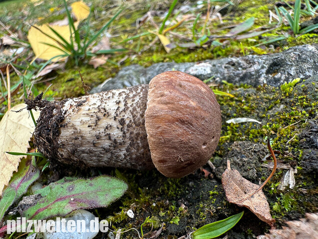 Gemeiner Birkenpilz, Langfuß, Birkenraufuß, Leccinum scabrum