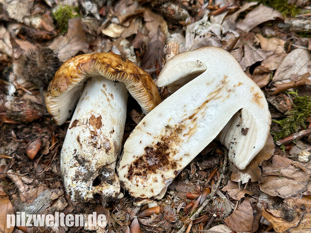 Gilbender Stinktäubling, Russula subfoetens
