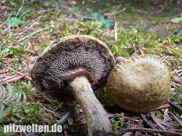 Gelbfleischiger Lärchenröhrling, Bresadolas Lärchenröhrling, Suillus bresadolae