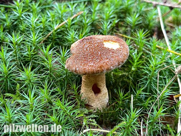 Hohlfußröhrling, Suillus cavipes