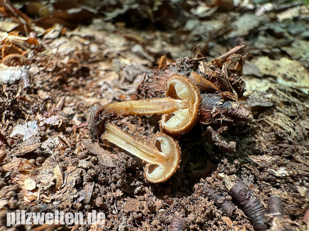 Igelschüppchenschnitzling, Phaeomarasmius erinaceus