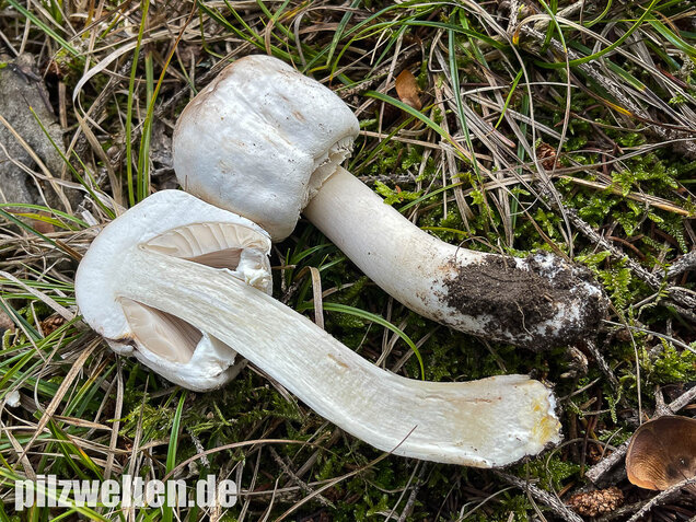 Karbolchampignon, Agaricus xanthodermus