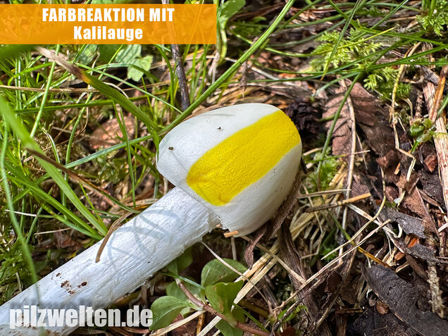 Kegelhütiger Knollenblätterpilz, Amanita virosa