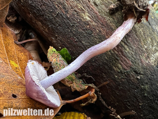 Violetter Risspilz, Lilaseidiger Risspilz, Inocybe violacea