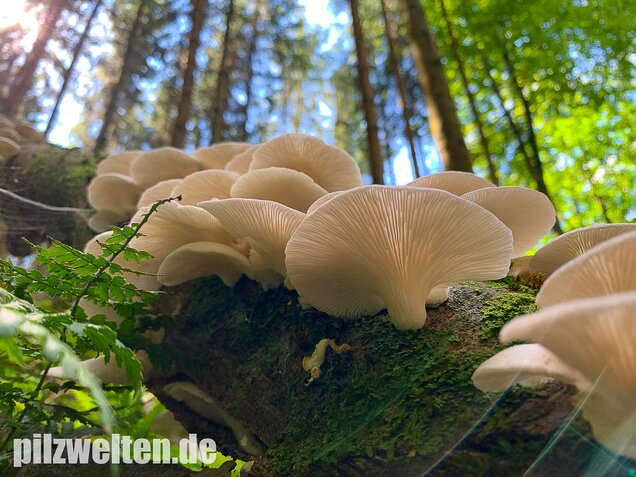 Lungenseitling, Pleurotus pulmonarius