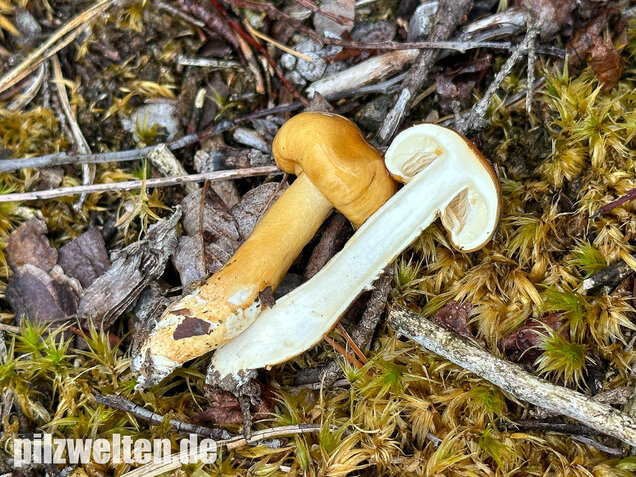 Ockergelber Schleimschirmling, Zhuliangomyces ochraceoluteus